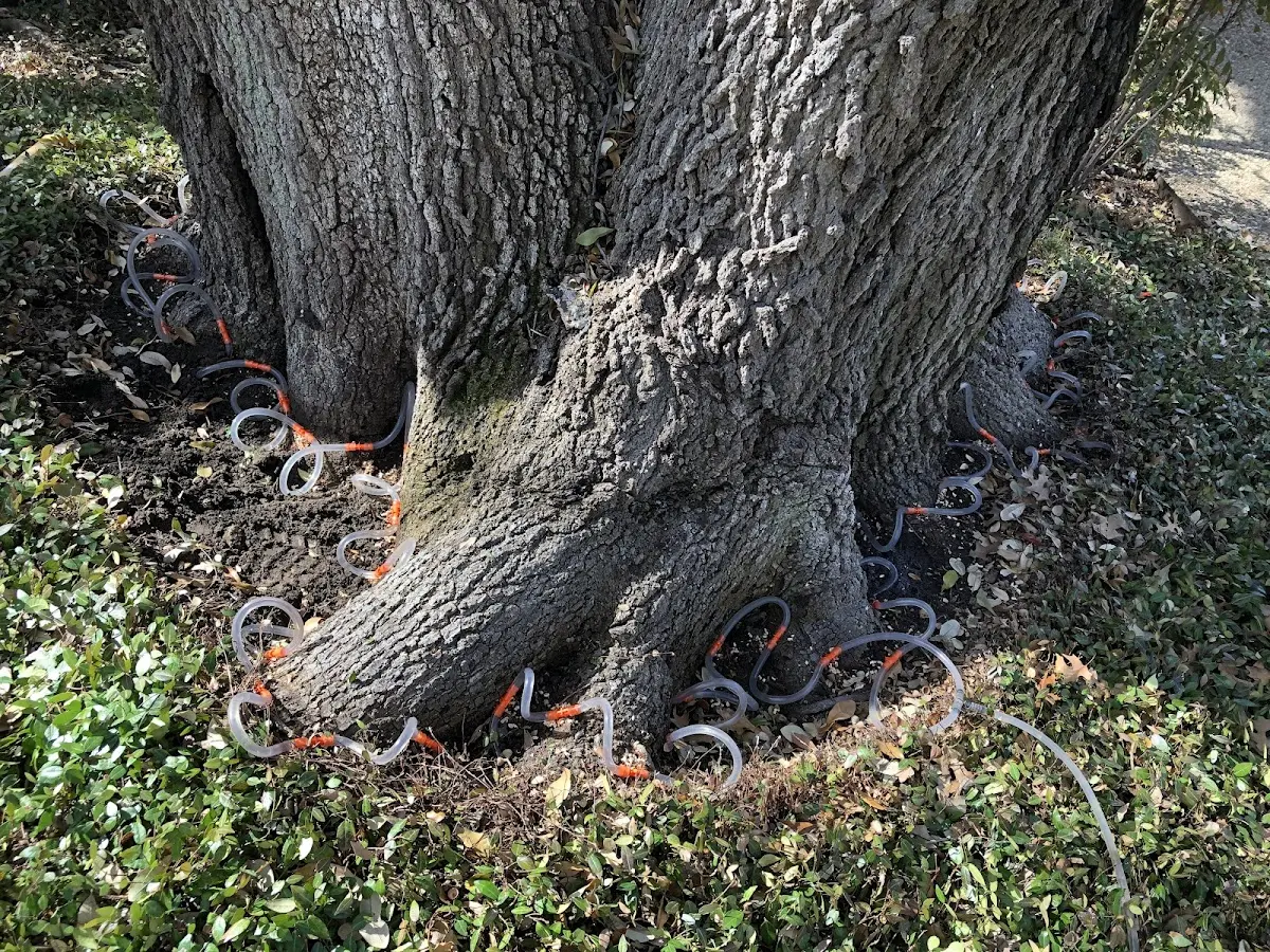 Detailed Tree Cabling and Bracing job site in Tylertown